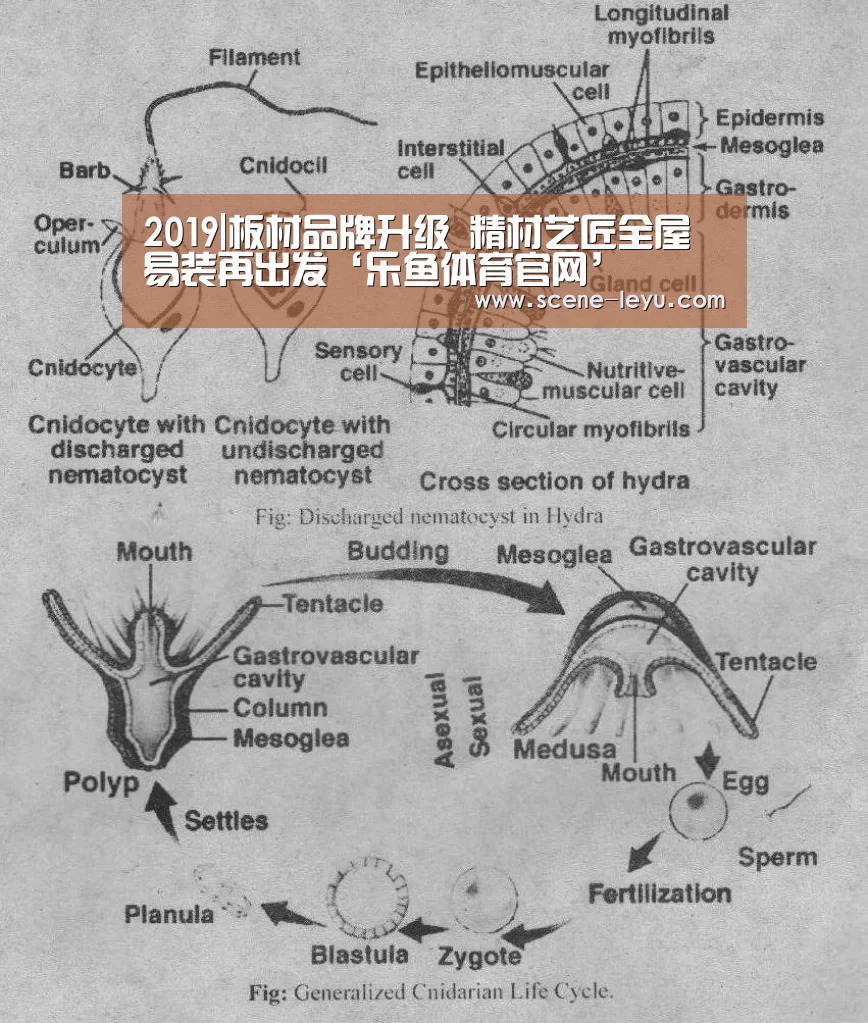 2019|板材品牌升级 精材艺匠全屋易装再出发‘乐鱼体育官网’(图1) 电竞新闻